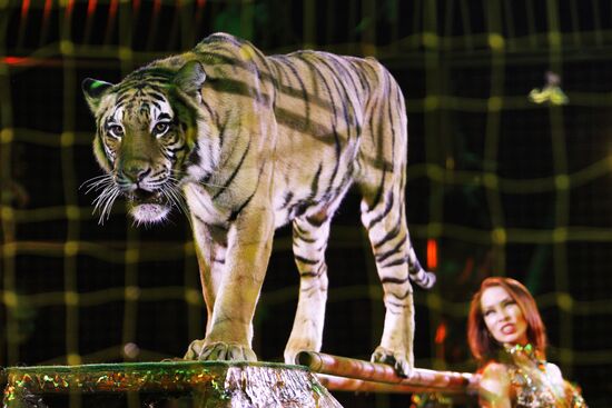 Moscow State Circus on Vernadsky Prospekt presents new show