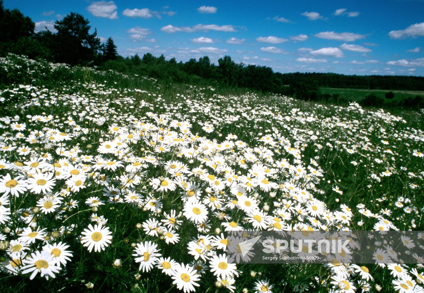 Field of ox-eye daisies