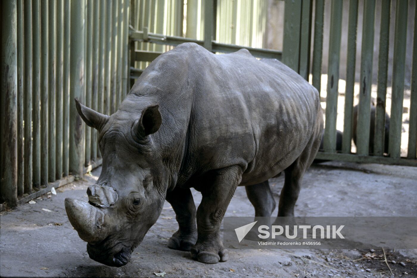 Rhinoceros