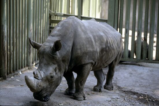 Rhinoceros