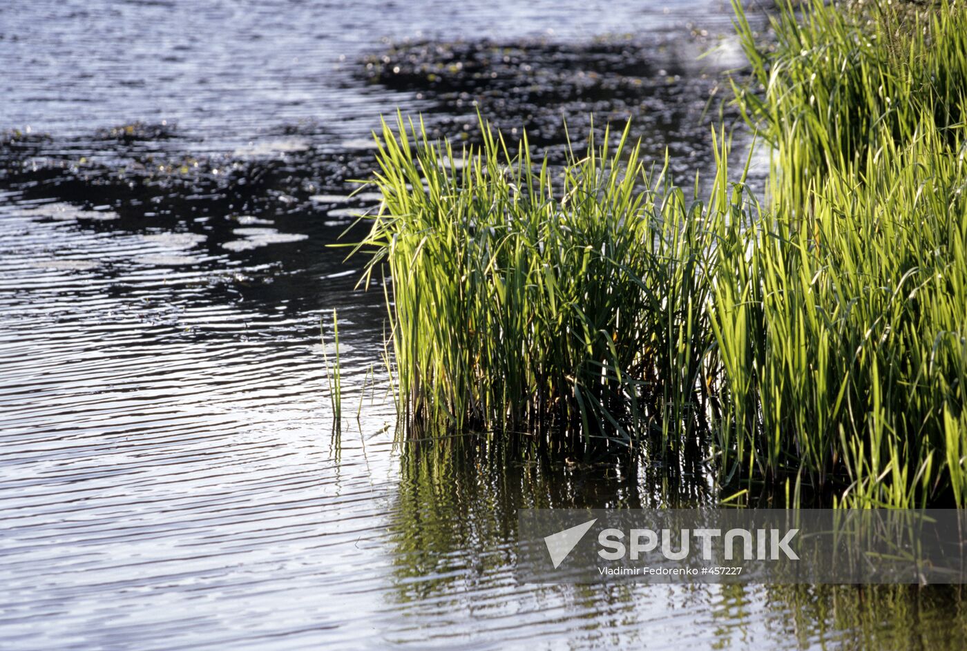 Protva River