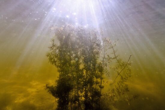 Seaweeds
