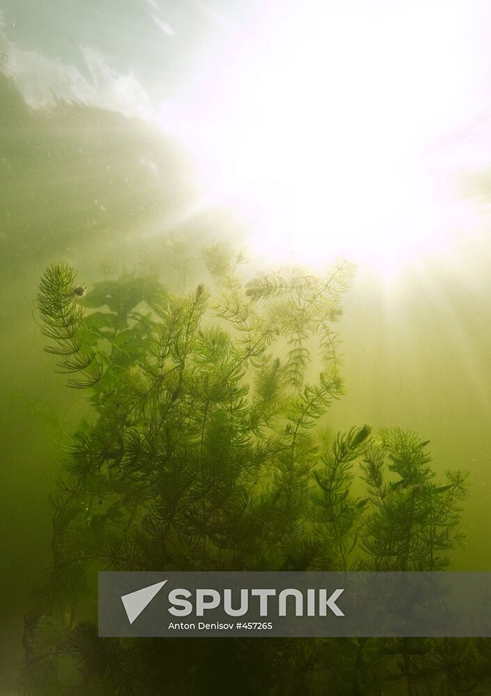 Seaweeds