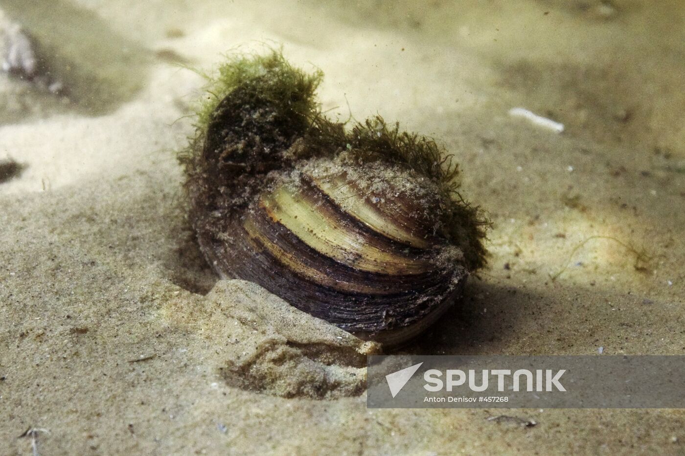 Mussel