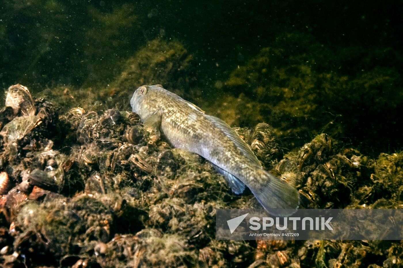 Goby