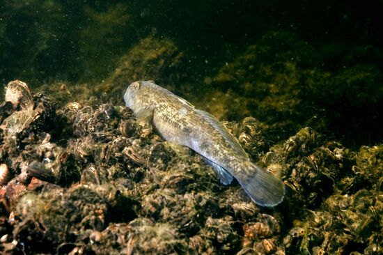 Goby