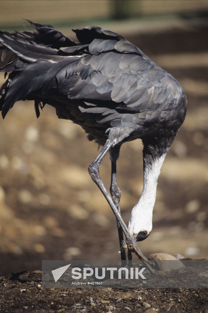 Amur black crane