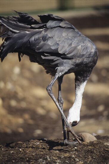 Amur black crane