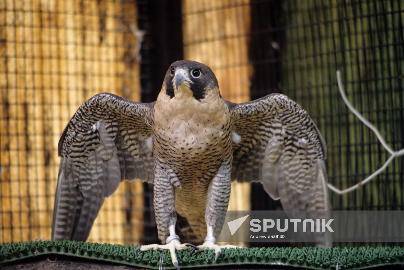 Peregrine falcon