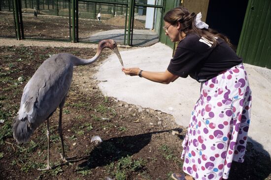 Indian crane