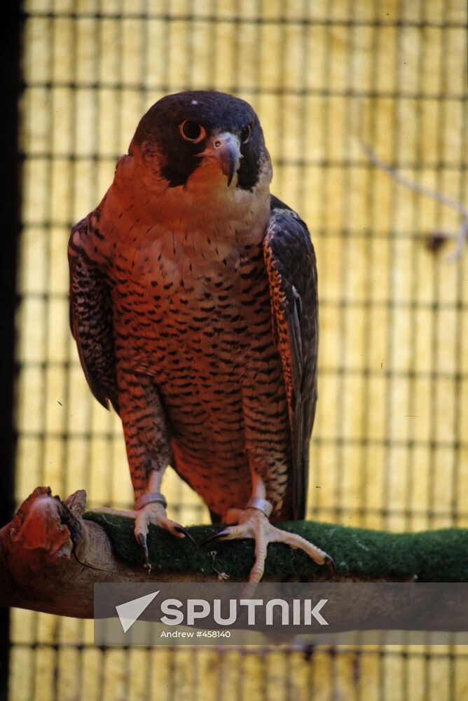 Peregrine falcon