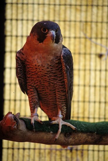 Peregrine falcon