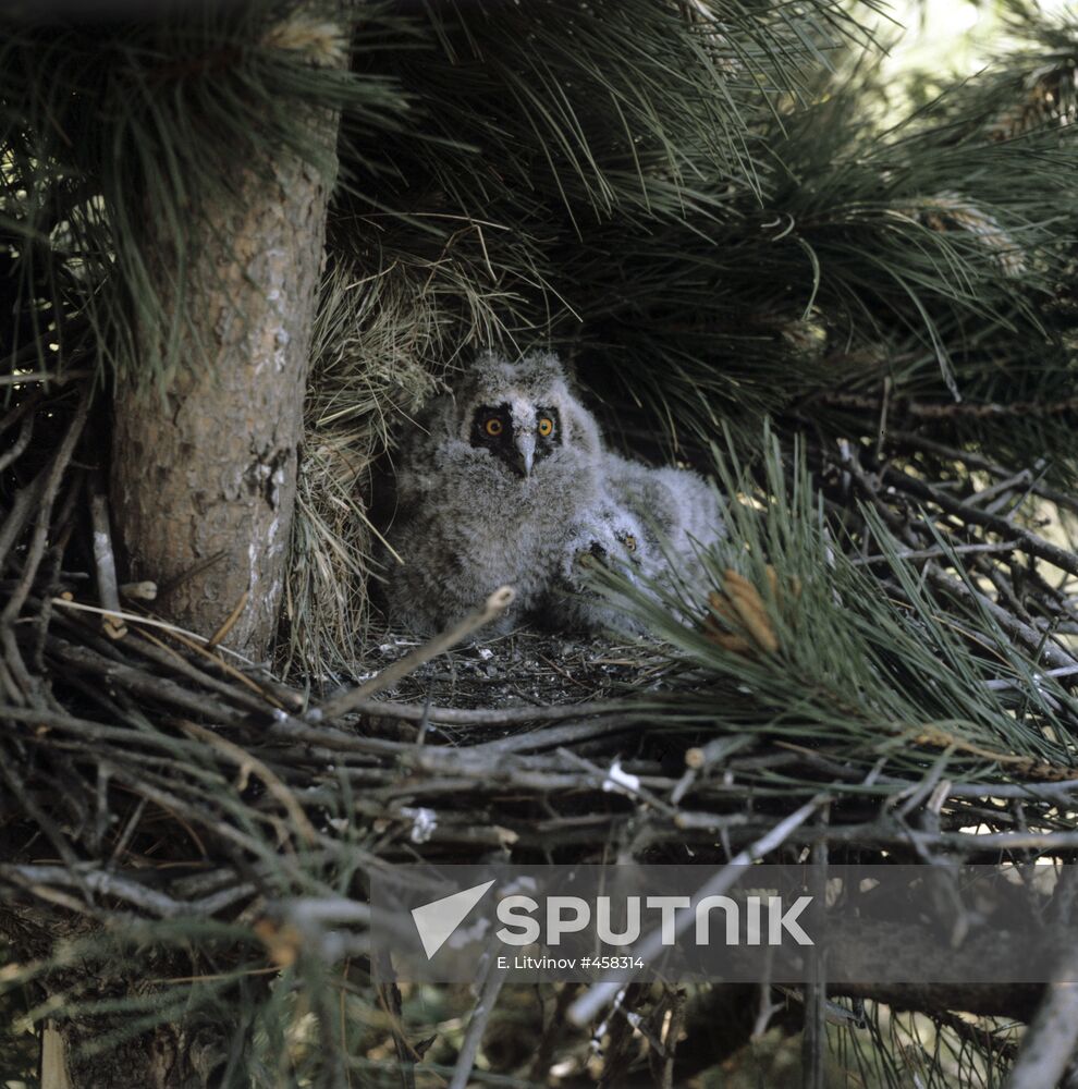 Owl nestlings