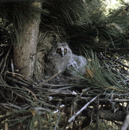 Owl nestlings