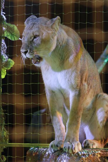 Moscow State Circus on Vernadsky Prospekt presents new show