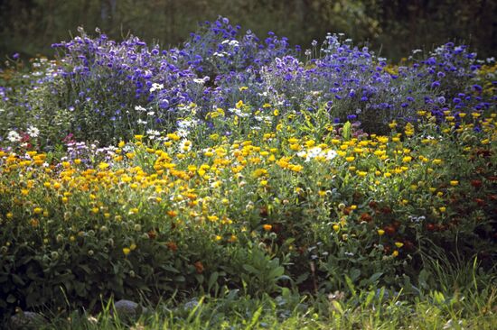 Wild flowers