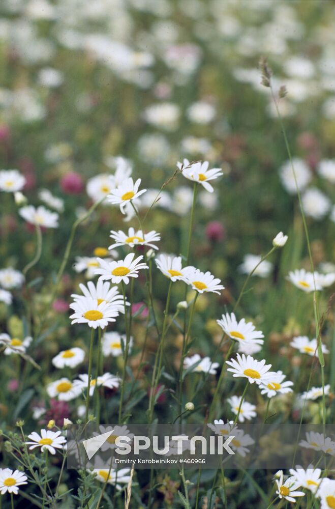 Flowers of West Siberia