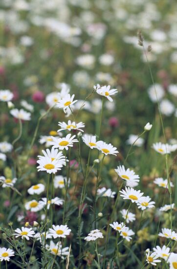Flowers of West Siberia