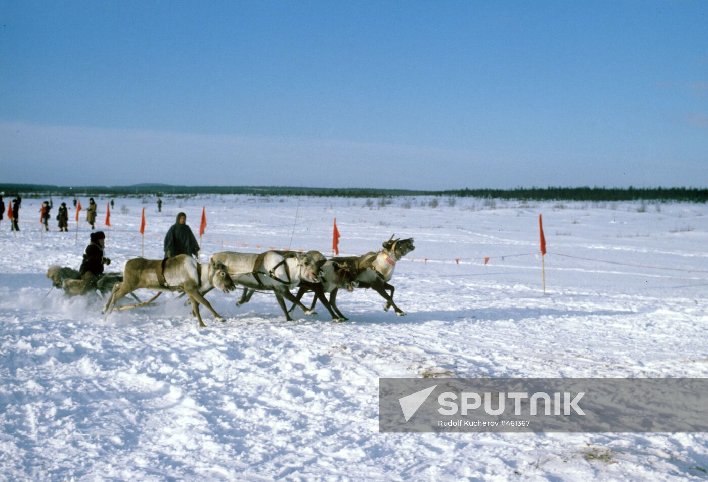Reindeer team race