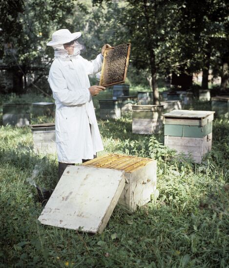 Beekeeper at apiary