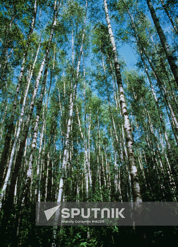 Birch grove
