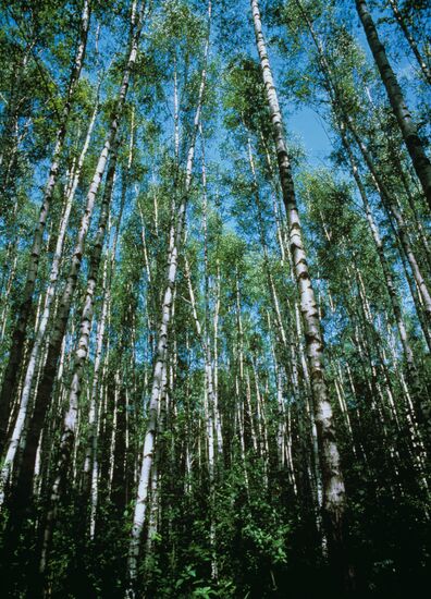 Birch grove