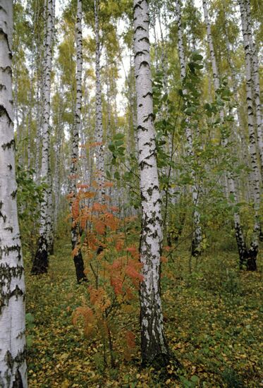 Autumn landscape