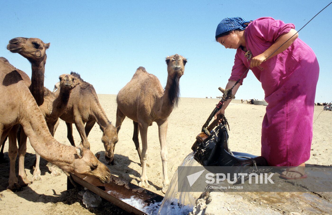 Camels at a watering place