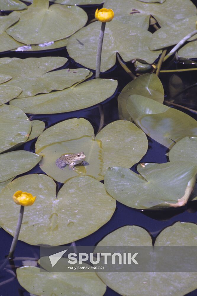 Water lilies in Ashgabat Botanical Garden