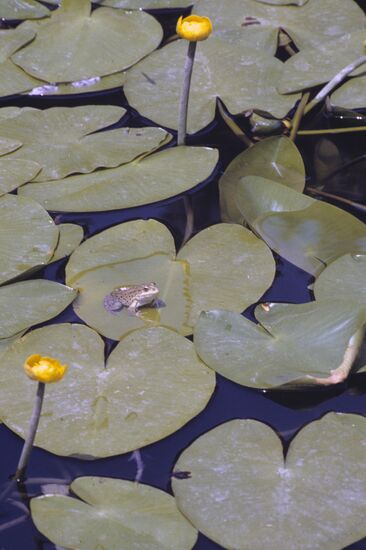 Water lilies in Ashgabat Botanical Garden