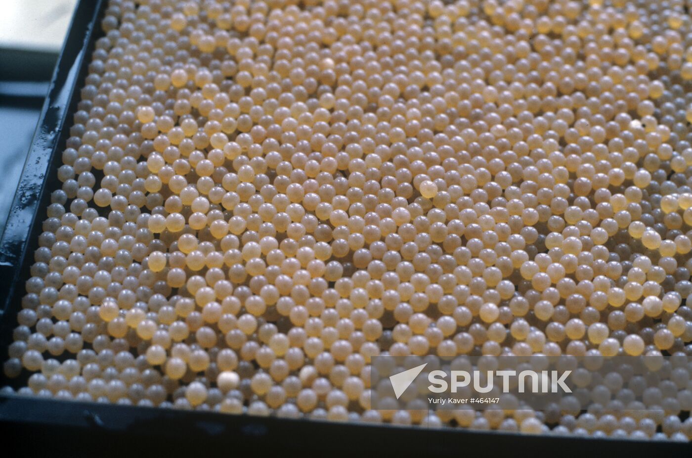 Pink salmon roe