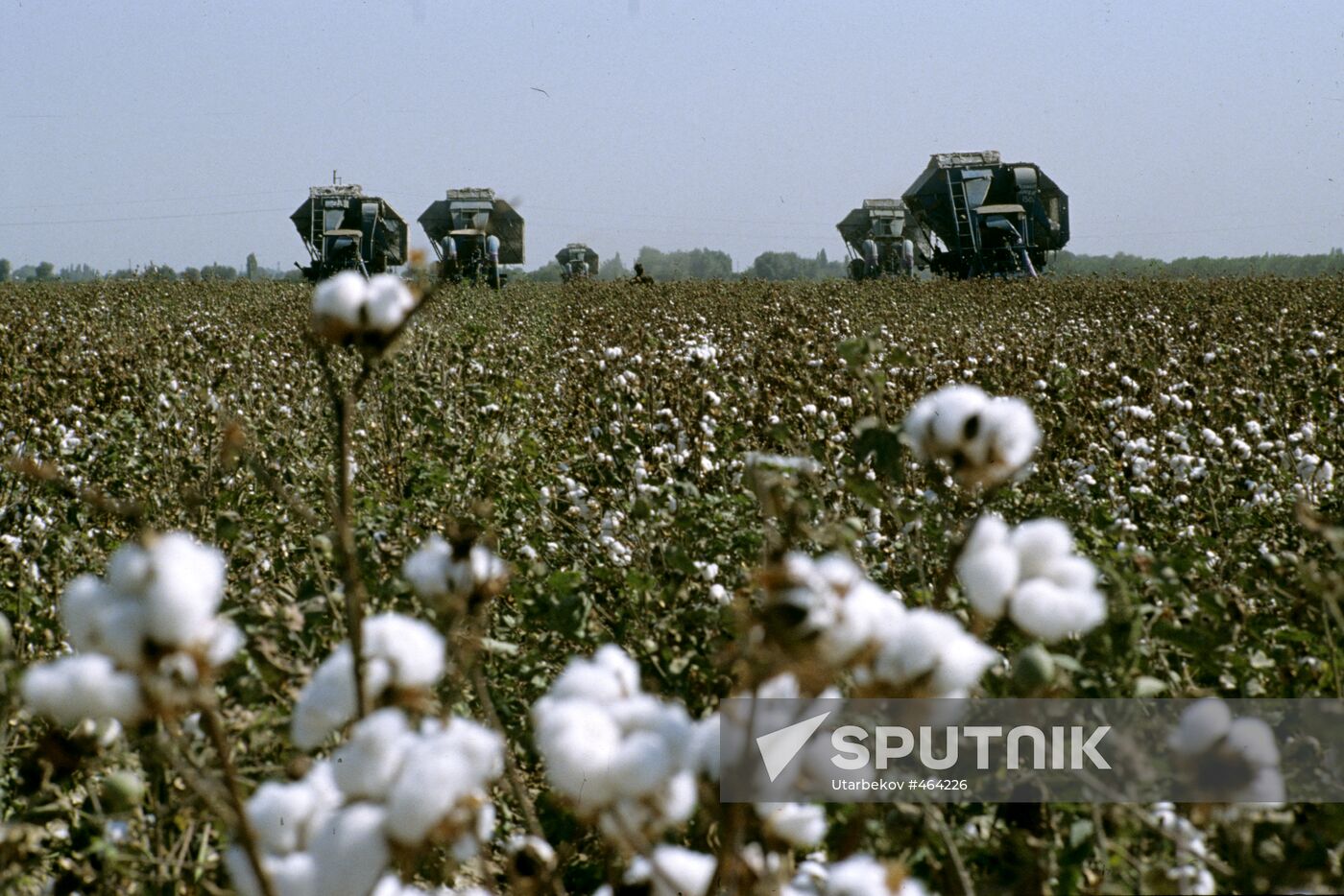 Picking cotton