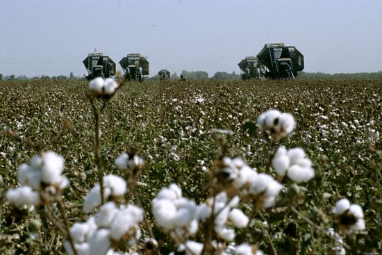 Picking cotton