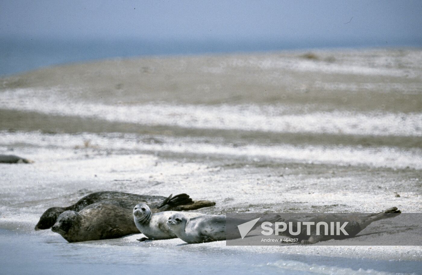 Seals