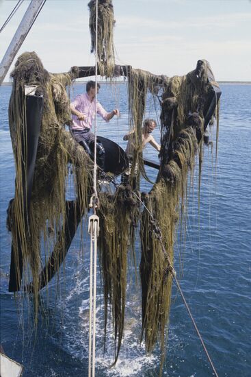 Harvesting of algae