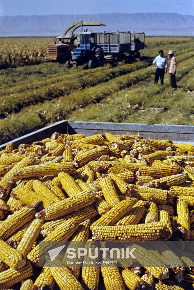 Corn harvesting