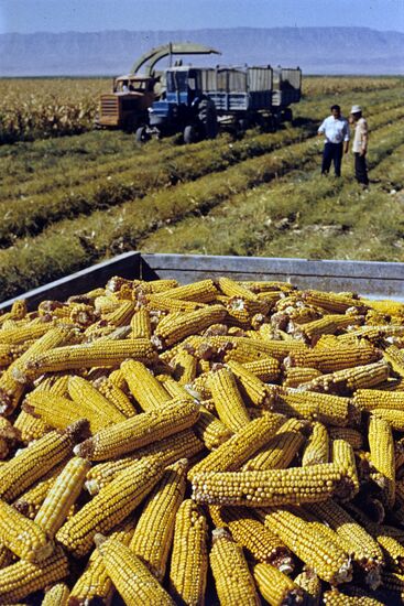 Corn harvesting