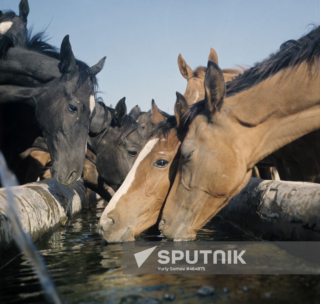 Horses at Komsomol state farm