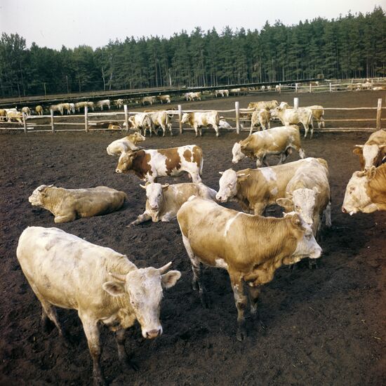 A cow herd