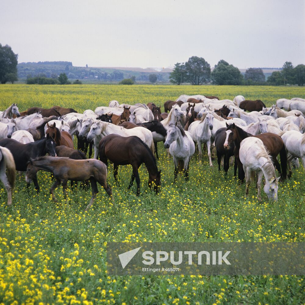 A horse herd