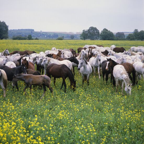 A horse herd