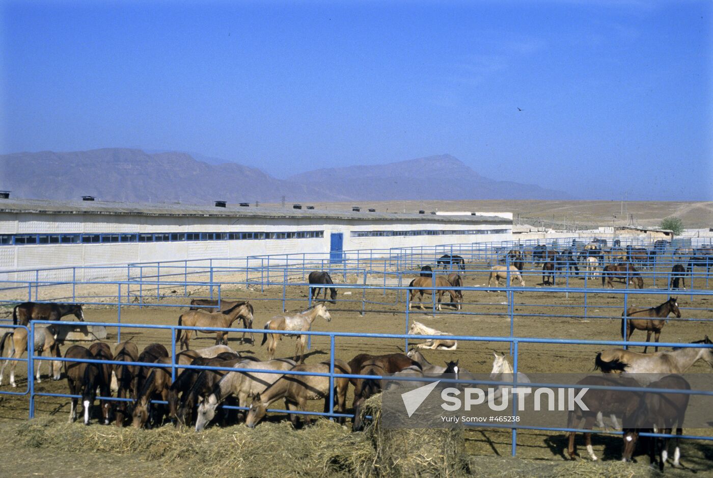 Komsomol Stud Farm