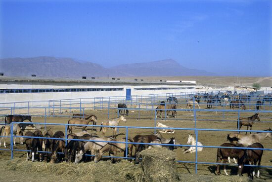 Komsomol Stud Farm