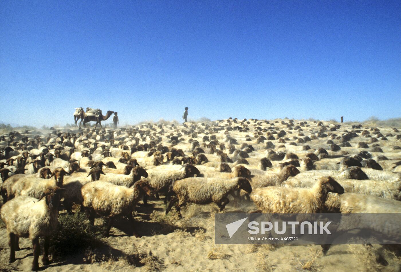 Flock of sheep