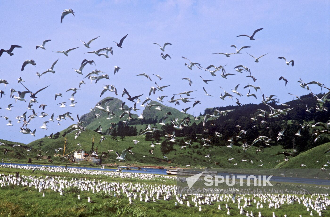 Seagulls on Shikotan Island