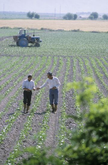 Scientists on cotton fields