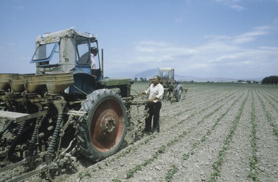 Machinery operators in coton field