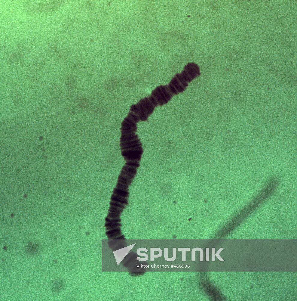 Chromosome