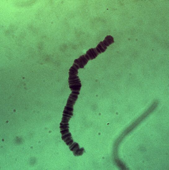 Chromosome