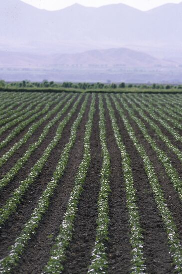 Fields of Vakhsh branch of Tajik Institute of Agriculture